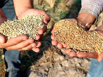 Buğday ve Arpa Fiyatlarının Yükselmesi Bekleniyor