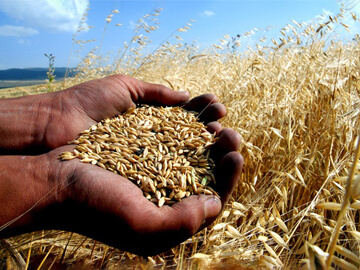 Türkiye Buğday Üretimi 21,5 Milyon Tona Ulaştı